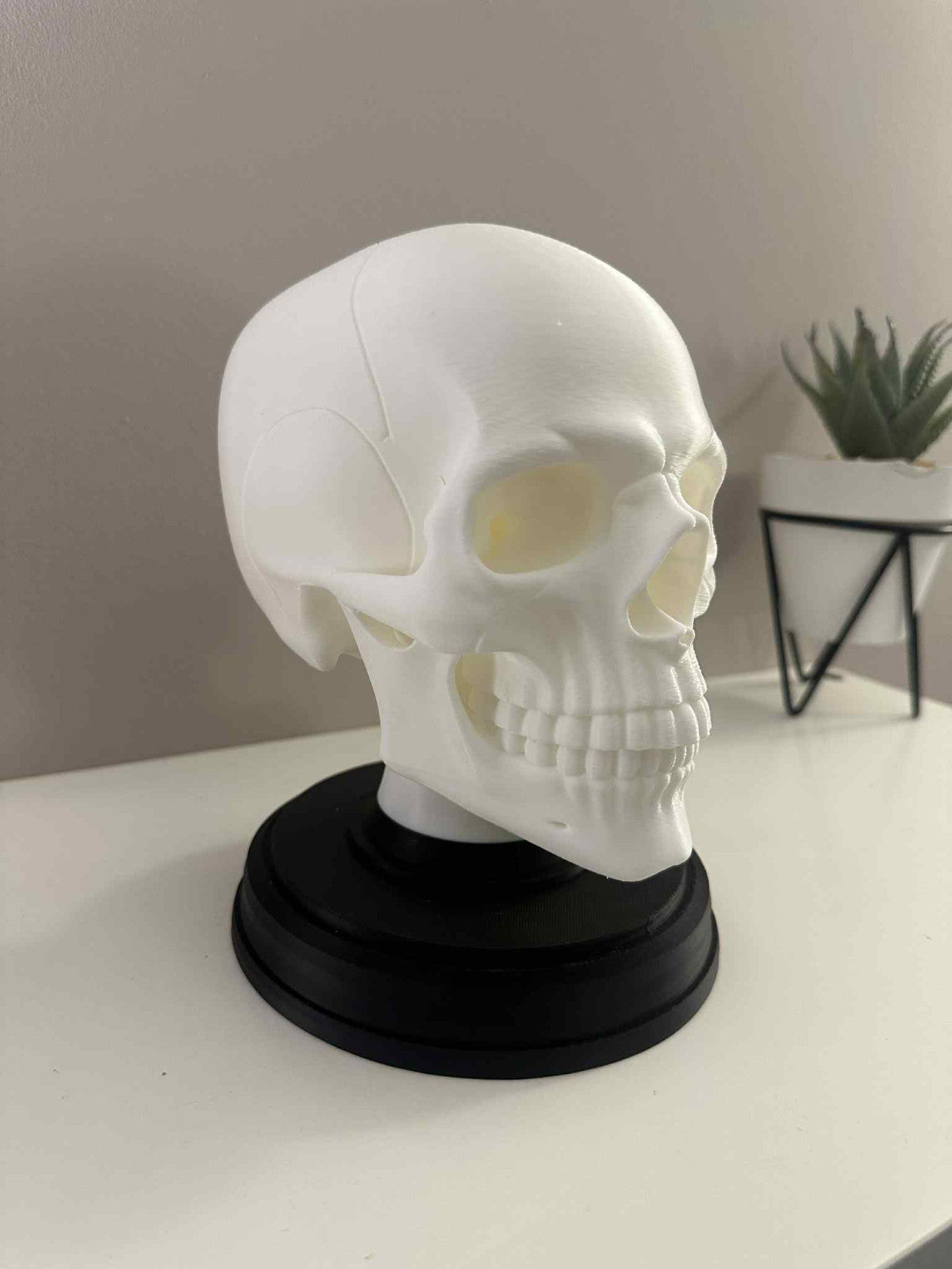 Gothic Human Skull Model on Black Stand – Halloween Prop, Horror Decor, Anatomic
